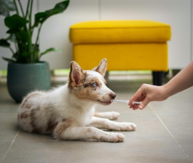 Everything you need to know about dog’s nutrition