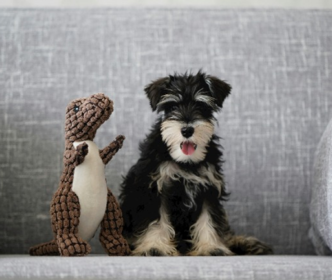 Everything you need to know about dog’s nutrition