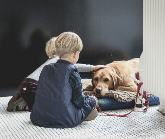 Everything you need to know about dog’s nutrition