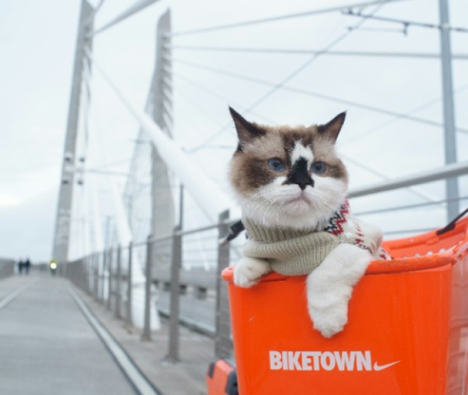 Everything you need to know about dog’s nutrition