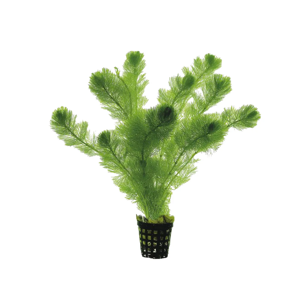 Tall plastic plant