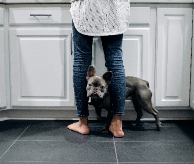 Everything you need to know about dog’s nutrition