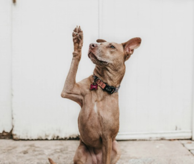 Everything you need to know about dog’s nutrition