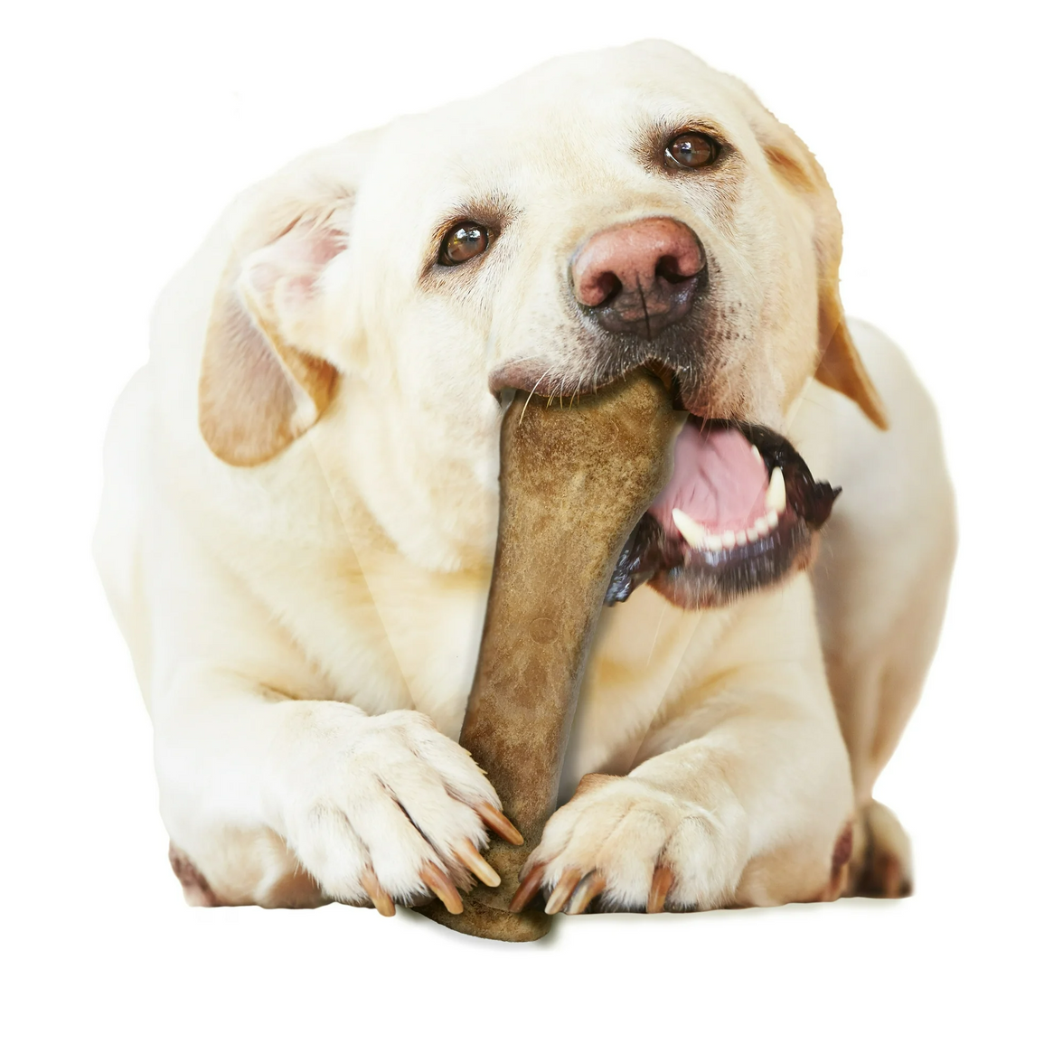 Long Lasting Edible Beef Dog Chews