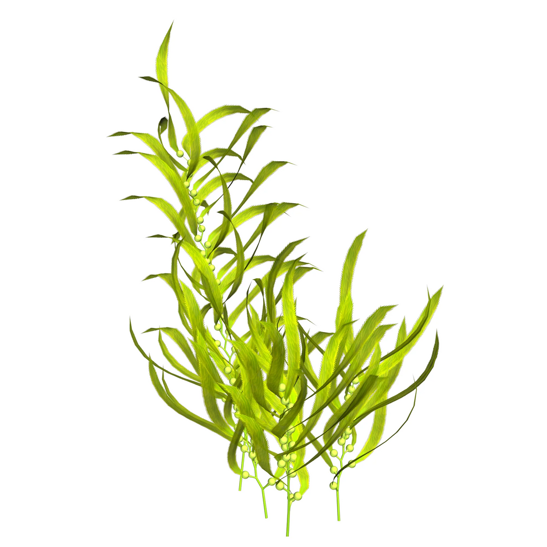 Plastic grass weed